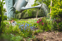 Watering can from which water is poured onto colorful flowers.
