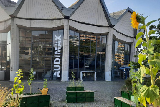 Sunflowers in tubs can be seen in front of the lecture hall Audimax at Ruhr University.