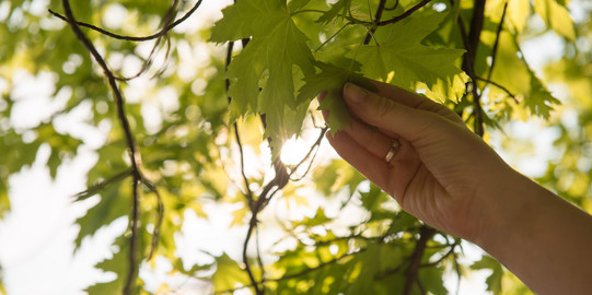 Hand greift grünes Blatt eines grünen Blätterdachs
