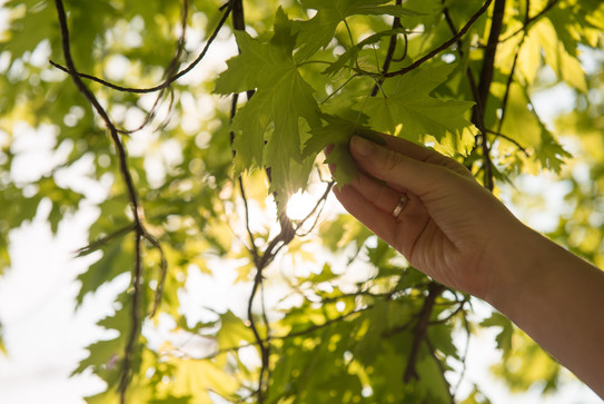 Hand reaches into the green canopy of leaves in the sunlight