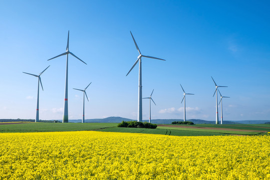 Leicht hügelige Landschaft mit einem blühenden Rapsfeld im Vordergrund, etwas weiter hinten stehen acht Windräder 